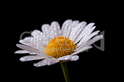 Gänseblümchen mit Wassertropfen