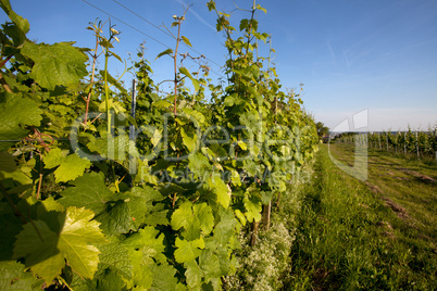 Weinberge