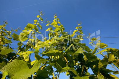 Weinberge