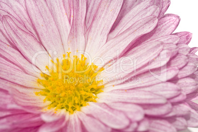 Close-up of golden-daisy or chrysanthemum