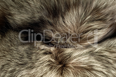 Background - beautiful polar Fox fur