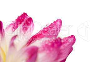 Closeup of dahlia petal with water droplet