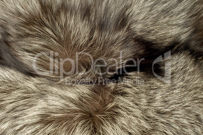 Closeup of polar Fox fur