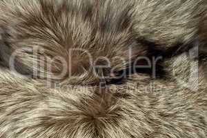 Closeup of polar Fox fur