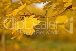 Fall - yellow leaf over blurred colorful background
