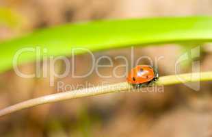 On a way. Closeup of ladybird in spring