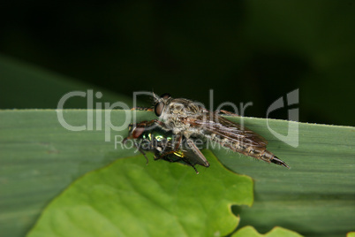 Raubfliege (Stichopogon sp.) / Robber fly (Stichopogon sp.)