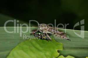 Raubfliege (Stichopogon sp.) / Robber fly (Stichopogon sp.)
