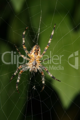 Gartenkreuzspinne / European garden spider (Araneus diadematus)