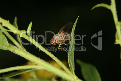 Taufliege (Drosophilidae) / Fruit fly (Drosophilidae)