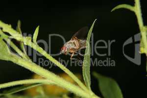 Taufliege (Drosophilidae) / Fruit fly (Drosophilidae)