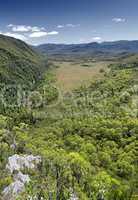 Tasmania state forest