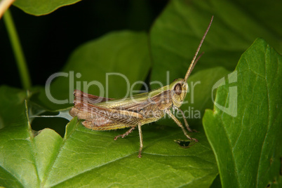 Feldgrashuepfer (Chorthippus apricarius) / Field grasshopper (Ch