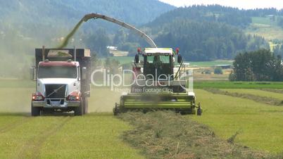 alfalfa harvest, early summer. British Columbia, Canada