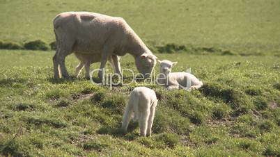 Sheep and lambs in springtime