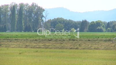alfalfa harvest through frame, forest and mountains in background