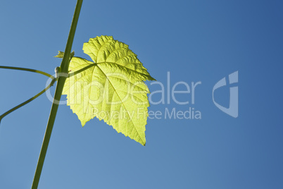 wine leaf