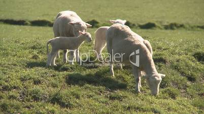 Springtime on a sheep farm
