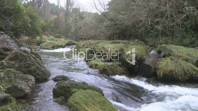 fast flowing forest stream