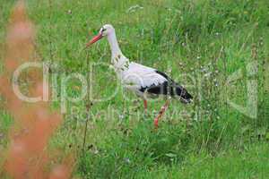 White stork