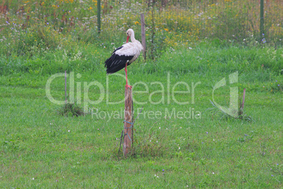 White stork