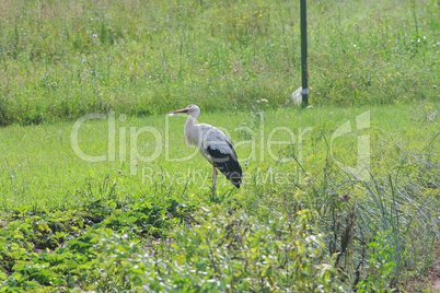 White stork