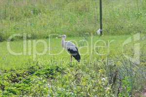 White stork