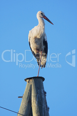 Stork on pole