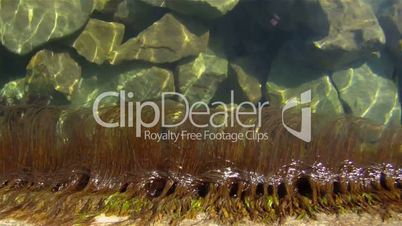 Marine algae in clean water
