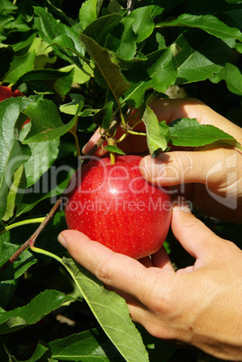 Apfel ernten - apple harvest 02