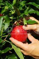 Apfel ernten - apple harvest 02