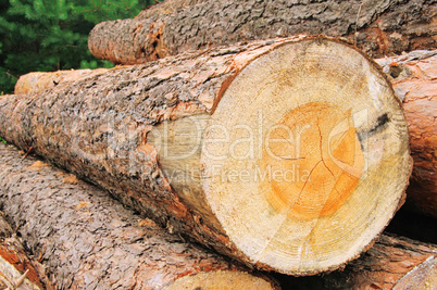 Holzstapel - stack of wood 32