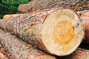 Holzstapel - stack of wood 32