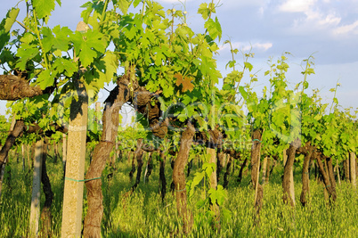 Weinlaub im Fruehling - vine leaves in spring 02