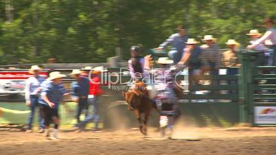 rodeo, boys steer riding, good ride and sudden stop