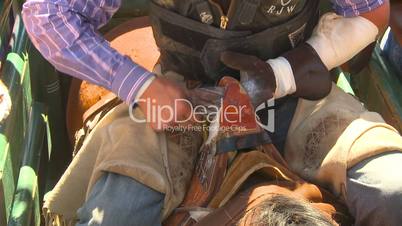 rodeo, bareback bronc rider tightening grip