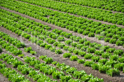 Feld mit Salat