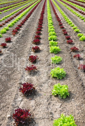 Feld mit Salat