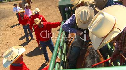 rodeo, bareback bronc rider in chute ready to go