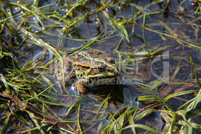 Frog in river