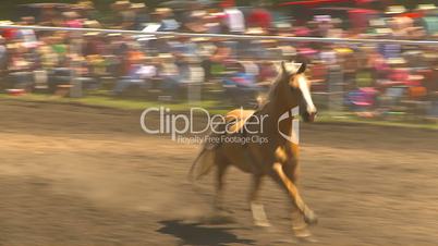 rodeo bronc gallops to corral