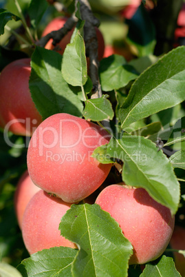 knackige Äpfel