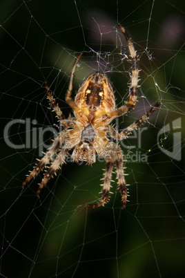 Gartenkreuzspinne / European garden spider (Araneus diadematus)