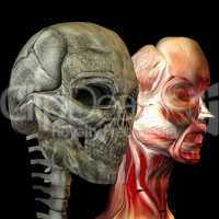 Menschlicher Kopf mit Muskeln und als Schädel