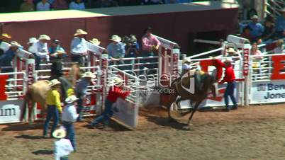 rodeo, bareback bronc riding bucks off after 8 seconds