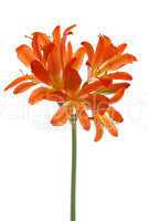 Orange lilys
