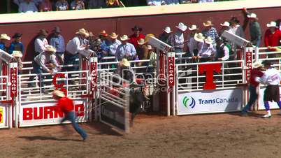 rodeo, Brahma bull riding, lots of spinning