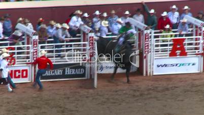 rodeo, Brahma bull riding bucked off