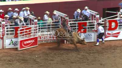 rodeo, Brahma bull riding bucked off