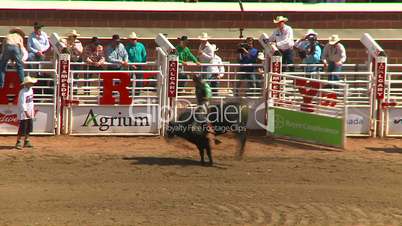 rodeo, Brahma bull riding spinner and bucked off